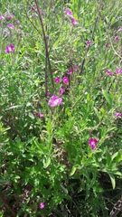 Epilobium hirsutum