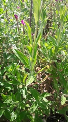 Epilobium hirsutum
