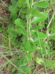 Gymnosporia markwardii