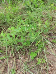 Gymnosporia markwardii