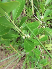 Gymnosporia markwardii