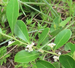 Gymnosporia markwardii
