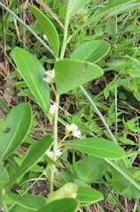 Gymnosporia markwardii