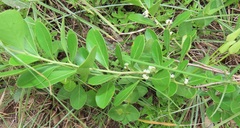 Gymnosporia markwardii