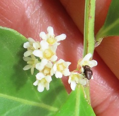 Gymnosporia markwardii