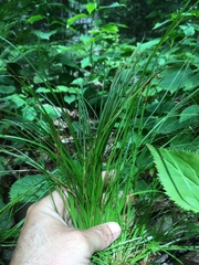 Carex bromoides bromoides
