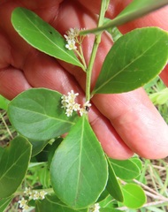 Gymnosporia markwardii