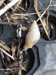 Bulimulus bonariensis image