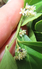 Gymnosporia markwardii