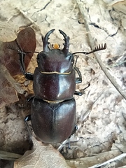 Lucanus tetraodon