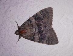 Catocala deducta