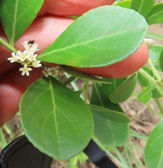 Gymnosporia markwardii