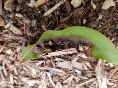Phylloxera caryaefoliae