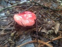 Fungi