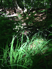 Poa sylvestris