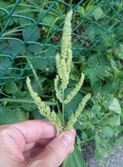 Echinochloa frumentacea