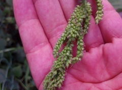 Echinochloa frumentacea