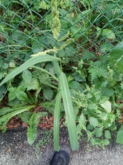 Echinochloa frumentacea
