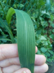 Echinochloa frumentacea
