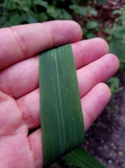 Echinochloa frumentacea