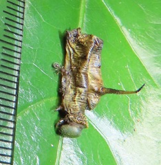 Cephonodes hylas