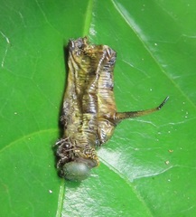 Cephonodes hylas