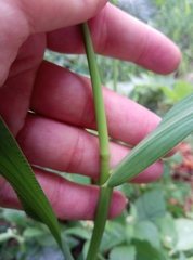 Echinochloa frumentacea