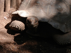 Aldabrachelys gigantea