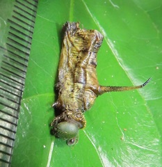 Cephonodes hylas