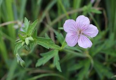 Geranium krameri