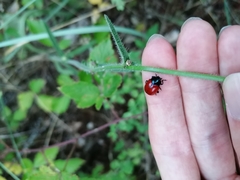 Chrysolina lutea