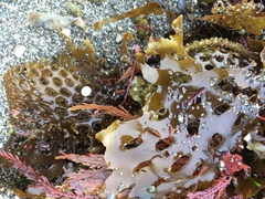 Thalassiophyllum clathrus