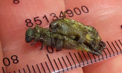Cephonodes hylas