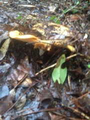 Fungi