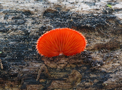 Crepidotus cinnabarinus