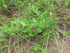 Gymnosporia markwardii