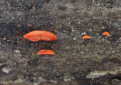 Crepidotus cinnabarinus
