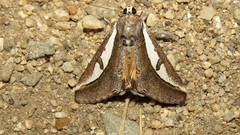 Euscirrhopterus poeyi