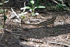 Sceloporus olivaceus