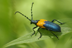 Desmocerus palliatus