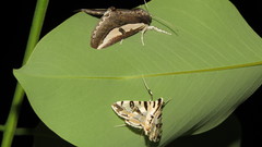 Conchylodes