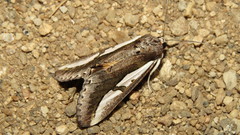 Euscirrhopterus poeyi