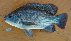 Blue Tilapia photo 2