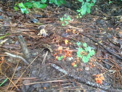 Fungi