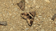 Melipotini