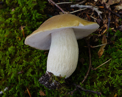 Boletus nobilis