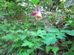 Aquilegia buergeriana