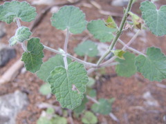 Salvia roemeriana