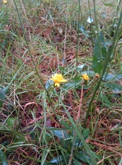 Hieracium laevigatum