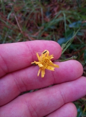 Hieracium laevigatum
